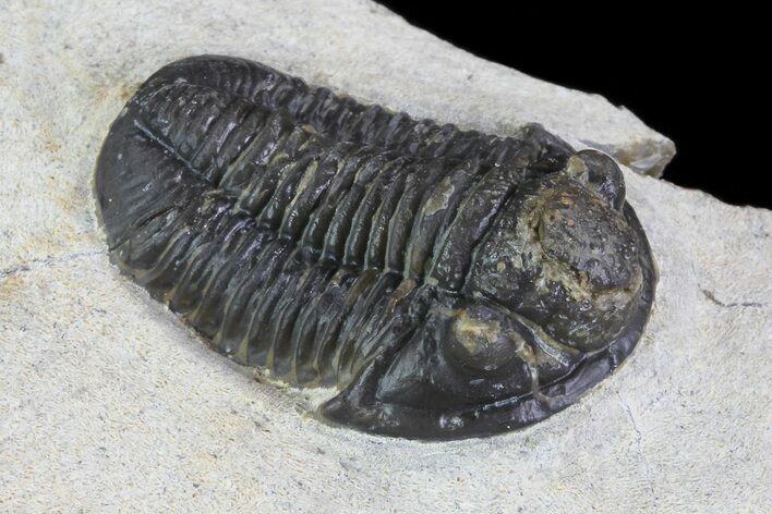 Gerastos Trilobite Fossil - Foum Zguid #69737